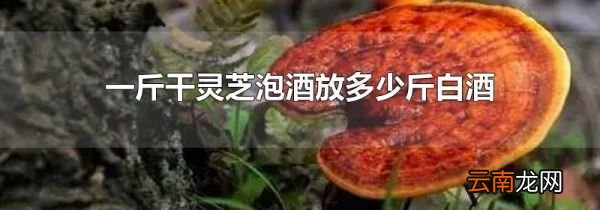 一斤干灵芝泡酒放多少斤白酒