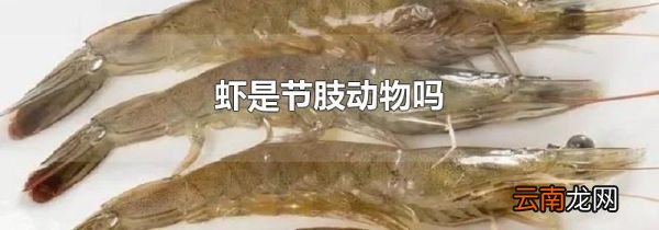 虾是节肢动物吗