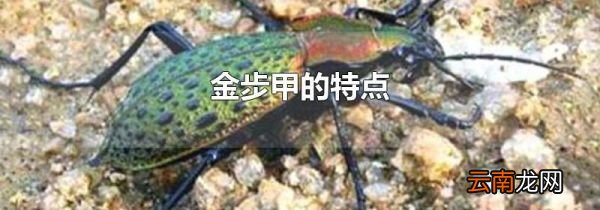 金步甲的特点