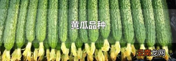 黄瓜品种