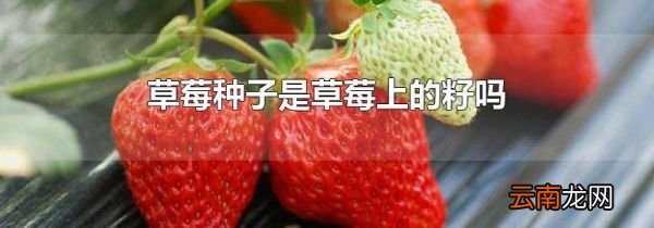 草莓种子是草莓上的籽吗