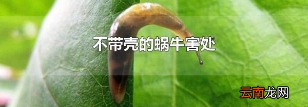 不带壳的蜗牛害处