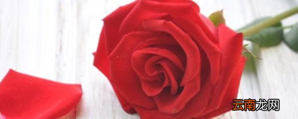 如何折玫瑰花 怎么折玫瑰花