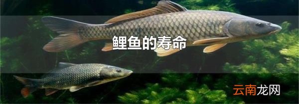 鲤鱼的寿命
