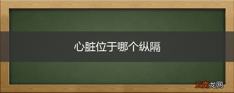 心脏位于哪个纵隔