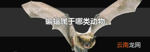 蝙蝠属于哪类动物