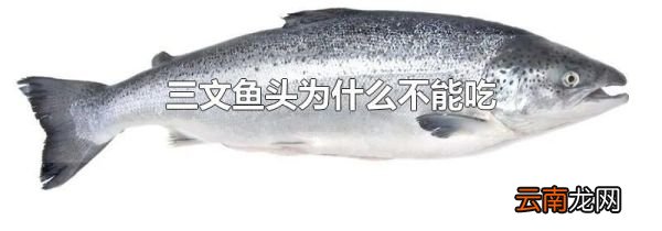 三文鱼头为什么不能吃