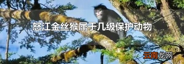 怒江金丝猴属于几级保护动物