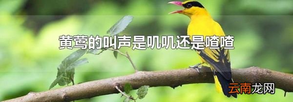 黄莺的叫声是叽叽还是喳喳