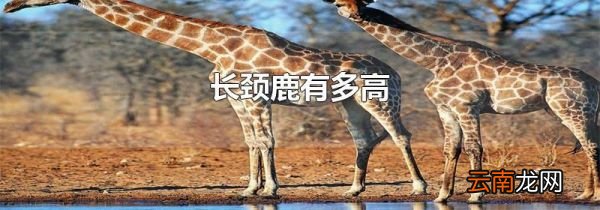 长颈鹿有多高