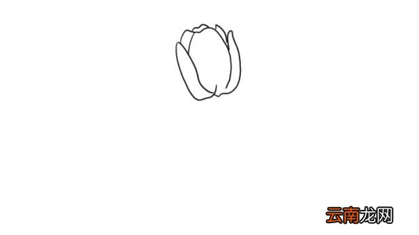 郁金香简笔画 郁金香怎么画