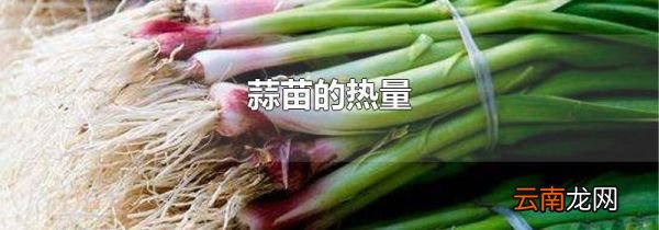 蒜苗的热量