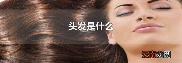 头发是什么