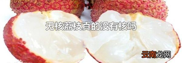 无核荔枝真的没有核吗