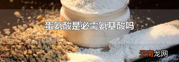 蛋氨酸是必需氨基酸吗