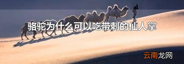 骆驼为什么可以吃带刺的仙人掌