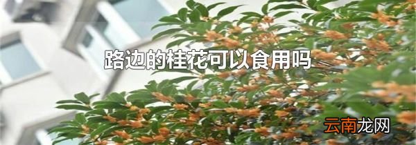 路边的桂花可以食用吗