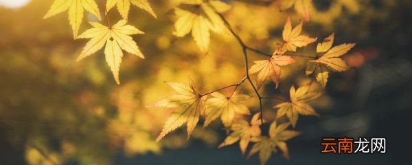 深意总迟解 将爱却晚秋翻译 深意总迟解将爱却晚秋的意思