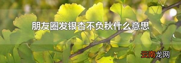 朋友圈发银杏不负秋什么意思
