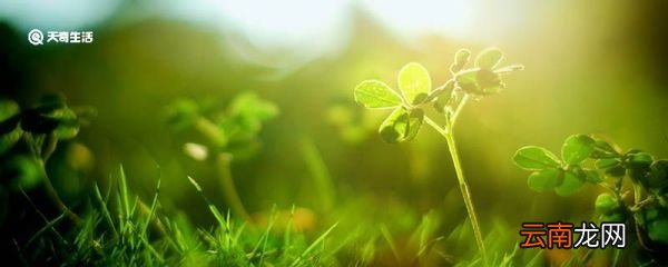 为什么说草蛉是除害能手呢 草蛉为什么是除害能手
