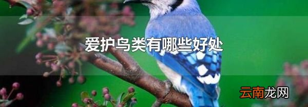 爱护鸟类有哪些好处