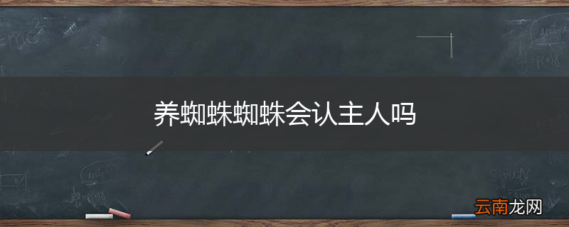 养蜘蛛蜘蛛会认主人吗