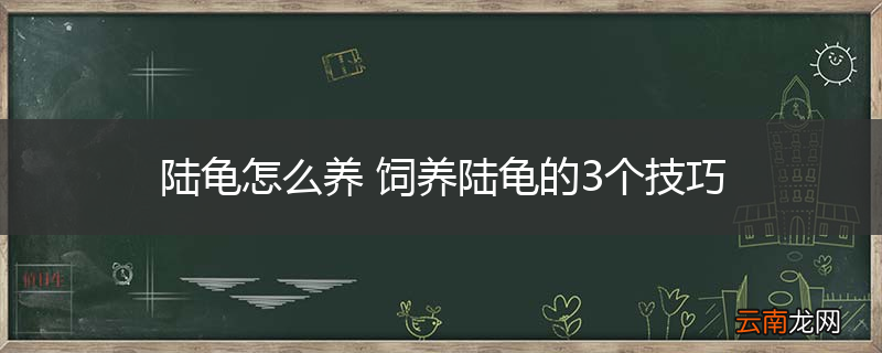 陆龟怎么养 饲养陆龟的3个技巧