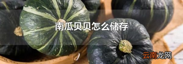 南瓜贝贝怎么储存