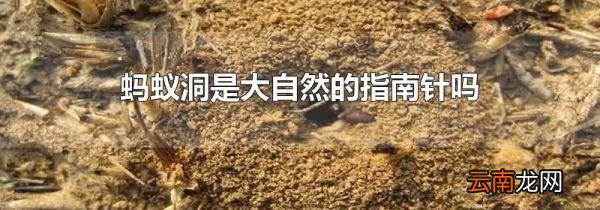 蚂蚁洞是大自然的指南针吗