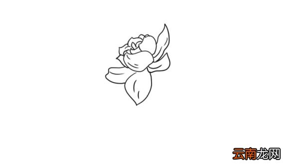 栀子花简笔画 栀子花的画法