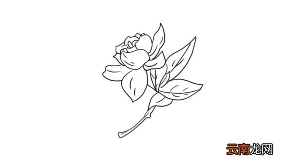 栀子花简笔画 栀子花的画法