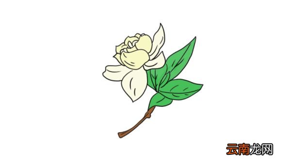 栀子花简笔画 栀子花的画法