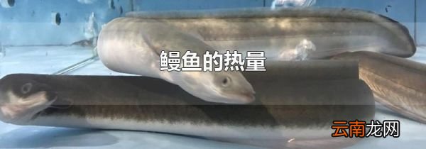 鳗鱼的热量