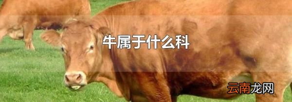 牛属于什么科