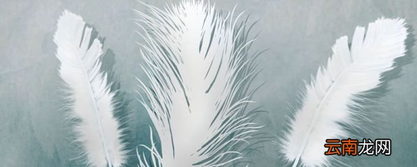 爱惜羽毛是成语吗 爱惜羽毛出自的典故