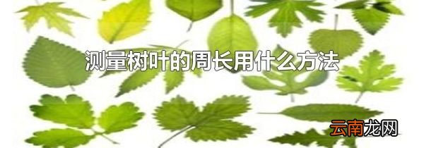 测量树叶的周长用什么方法
