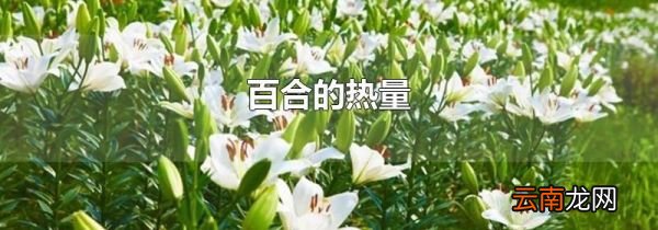 百合的热量