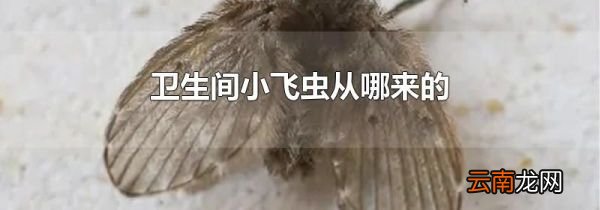 卫生间小飞虫从哪来的