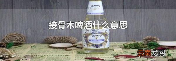接骨木啤酒什么意思
