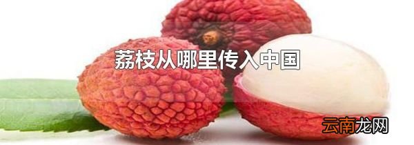 荔枝从哪里传入中国