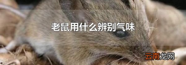 老鼠用什么辨别气味