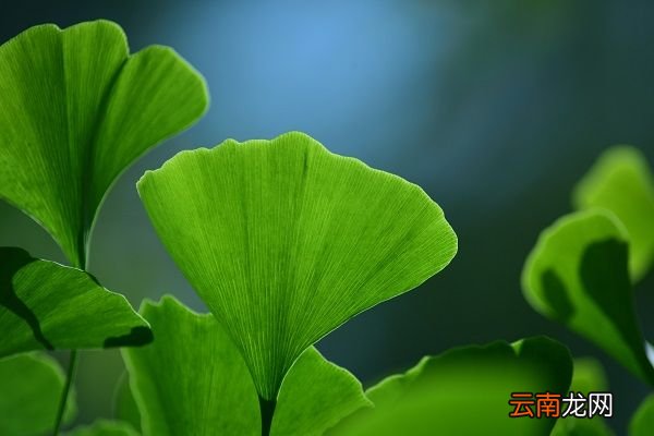 银杏树叶的功效与作用 银杏树叶的食用禁忌