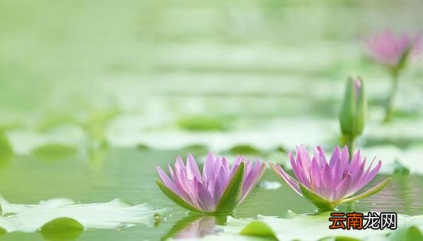 予独爱莲之出淤泥而不染濯清涟而不妖的意思 予独爱莲之出淤泥而不染濯清涟而不妖赏析
