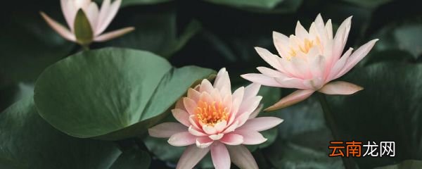 予独爱莲之出淤泥而不染濯清涟而不妖的意思 予独爱莲之出淤泥而不染濯清涟而不妖赏析