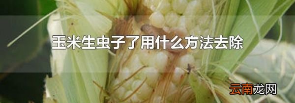玉米生虫子了用什么方法去除