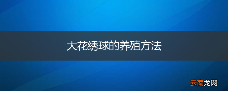 大花绣球的养殖方法