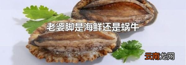 老婆脚是海鲜还是蜗牛
