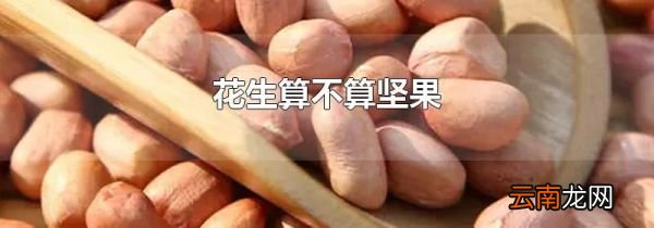 花生算不算坚果