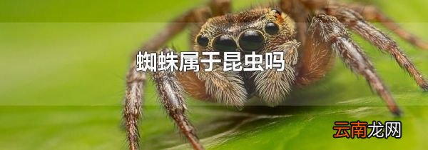 蜘蛛属于昆虫吗