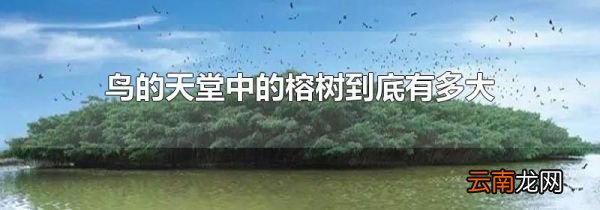 鸟的天堂中的榕树到底有多大